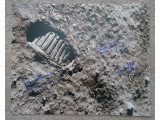 Apollo 12  15 16 First footprint authentic signed Genuine signature photo. COA UACC