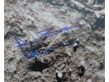 Apollo 12  15 16 First footprint authentic signed Genuine signature photo. COA UACC